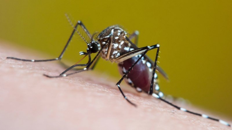 Extreme heat and rain are fueling rising cases of mosquito-borne diseases